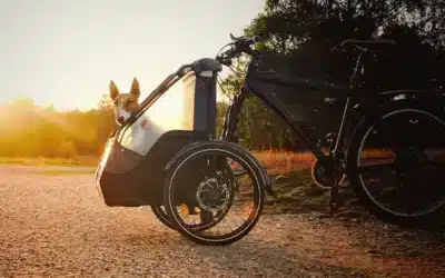 Mit dem Hund Fahrrad fahren? Sicherer Transport Ihres Hundes