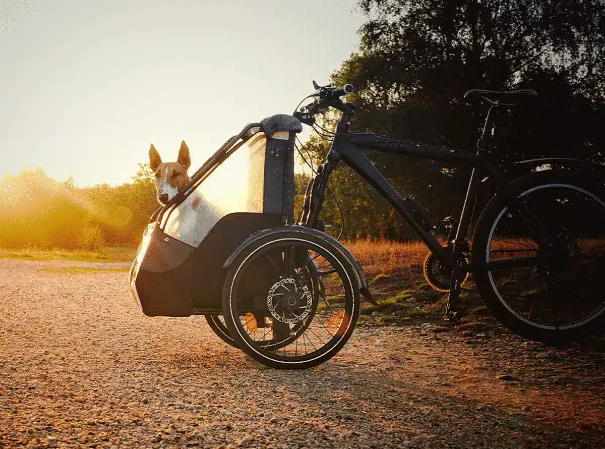 vélo pour chien_Emmener-son-chien-en-balade