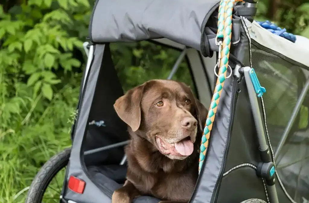 Carry dog on bicycle: how to travel with your pet on your bike