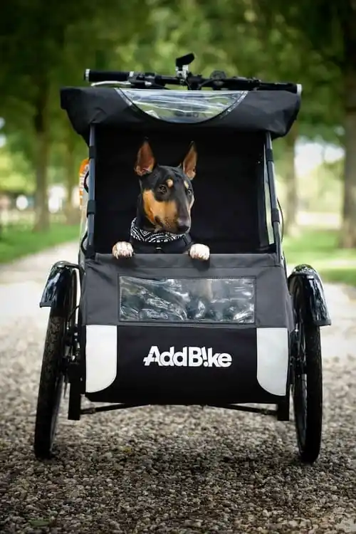 Dog on a bike: Keno relaxing in the Dog Kit