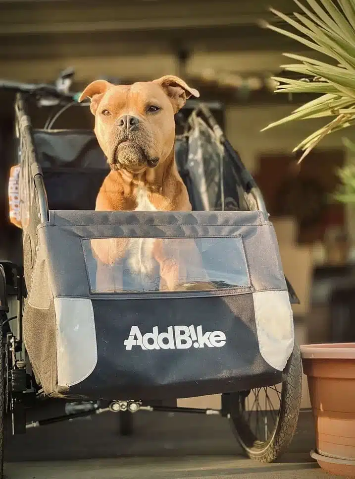 Dreirad E Bike mit Hund in der Abendsonne