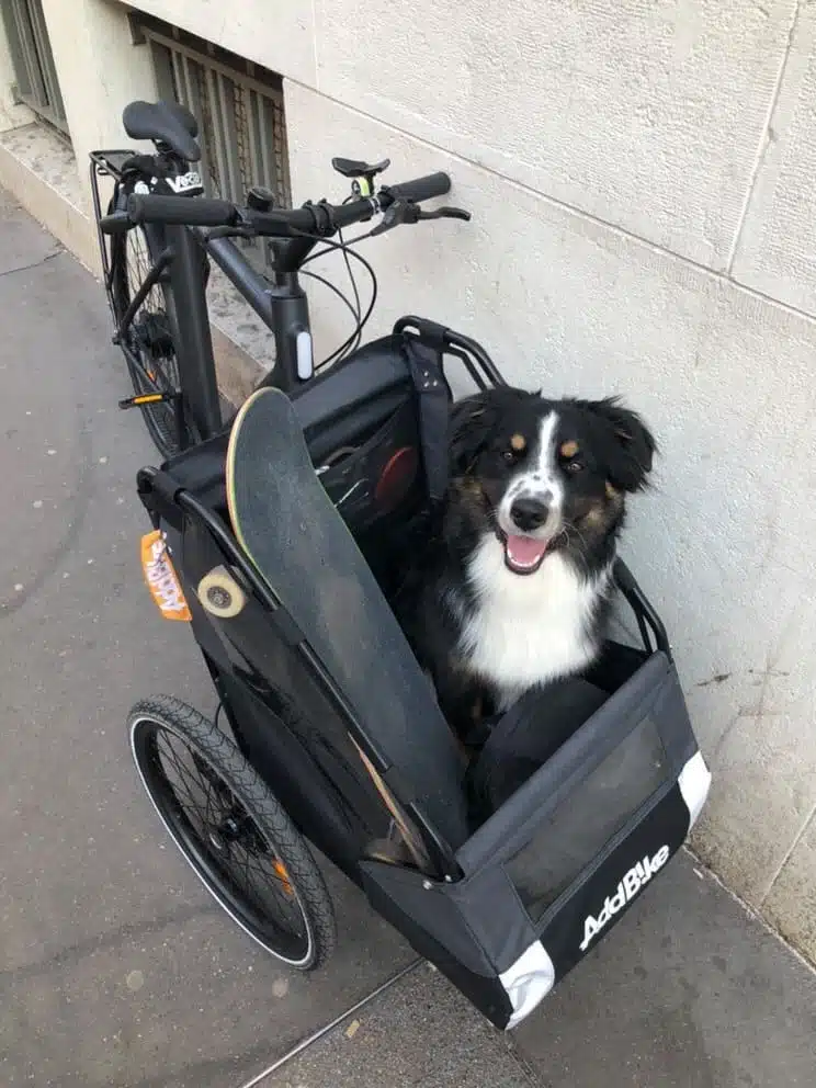 Lastenfahrrad für Hunde