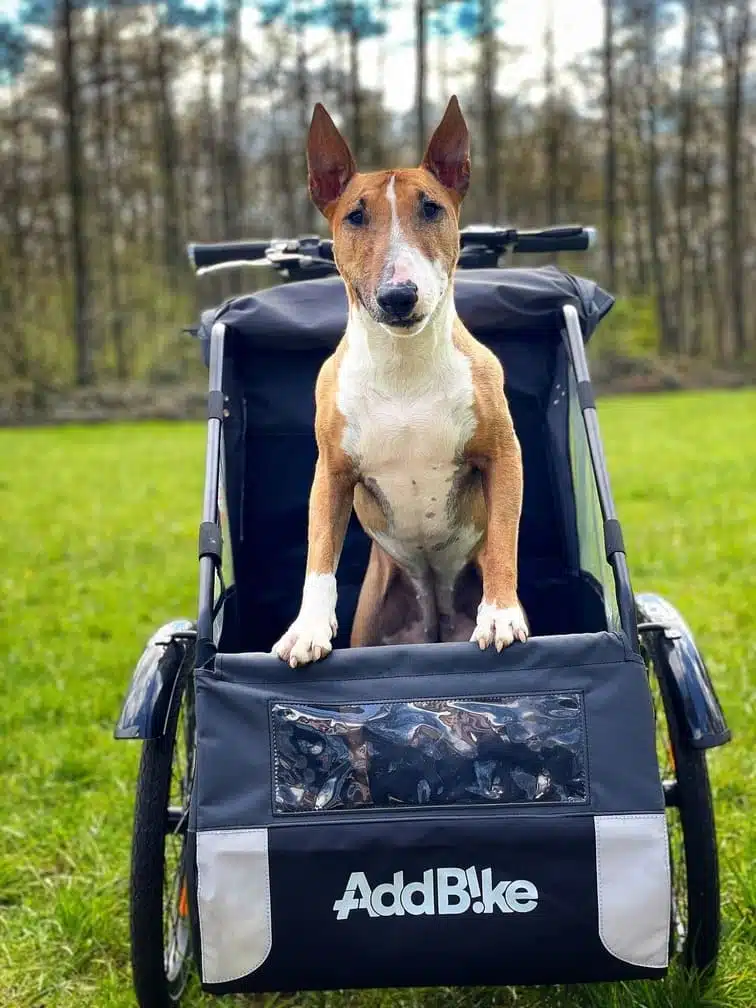 Lastenfahrrad für Hunde Hund in Nahaufnahme