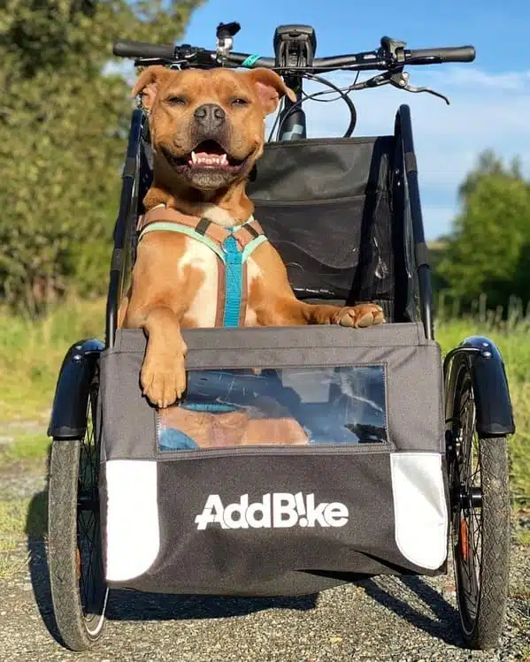 Millow in einem lastenrad dreirad für hunde