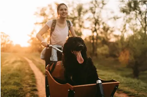 Bike dog carrier: front cargo bike hauling large breed dog