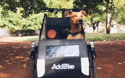 Bike dog carrier: the ultimate guide for cycling with large dogs