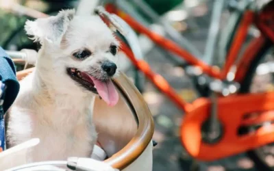 Dog carrier for bike: our guide to cycle with small dogs safely