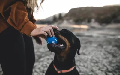 Carry dog on bike, a modern & safe way to cycle with your dog
