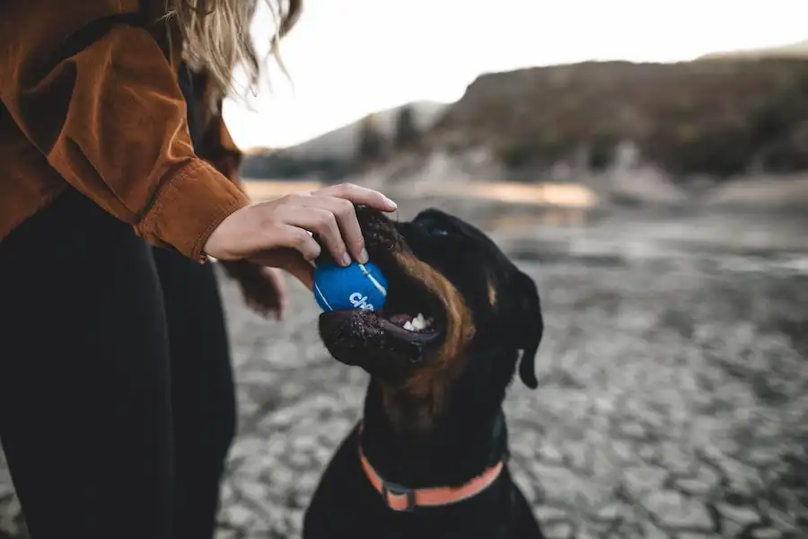 Carry dog on bike, a modern & safe way to cycle with your dog