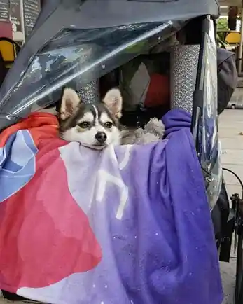 Oulanka dans la remorque chien vélo au chaud 
