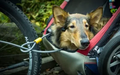Choisir une remorque velo pour chien : ce qu’il faut retenir