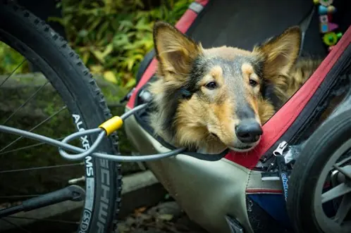 Choisir une remorque velo pour chien : ce qu’il faut retenir