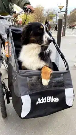 Remorque velo pour chien : un chien dans le kit dog