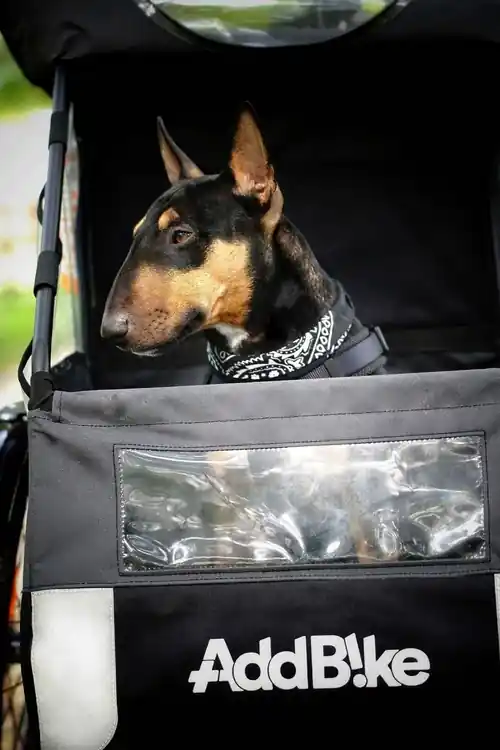 Transport chien vélo : chien dans le Dog Kit