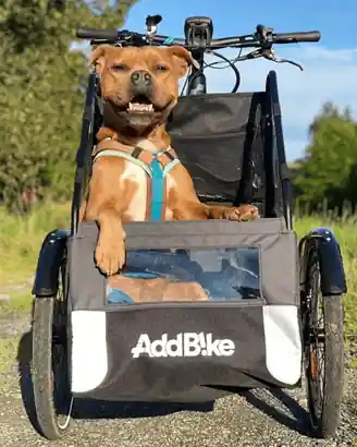 Triporteur velo économique : le Kit Dog avec un chien