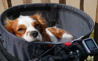 Les solutions pour faire du vélo avec son chien sereinement !