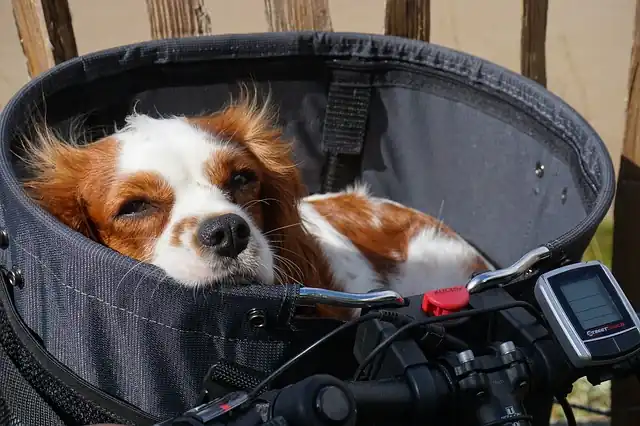 Les solutions pour faire du vélo avec son chien sereinement !