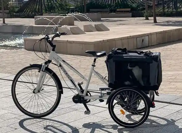 Chat sur un vélo électrique occasion